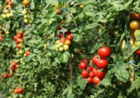 Visgardāko tomātu audzēšanas noslēpumiņi – dalāmies ar veseliem 6!