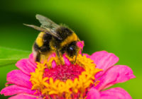Bišu māšu peru pieniņš: kas jāzina par veselībai vērtīgo produktu?