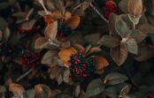 Rudens ogas – vitamīnu, minerālvielu un antioksidantu avots Rudens ogas – vitamīnu, minerālvielu un antioksidantu avots