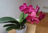 Kā pavairot orhidejas mājas apstākļos: divi vienkārši veidi